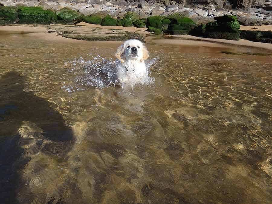 Dozer the golden retriever dog first time in water